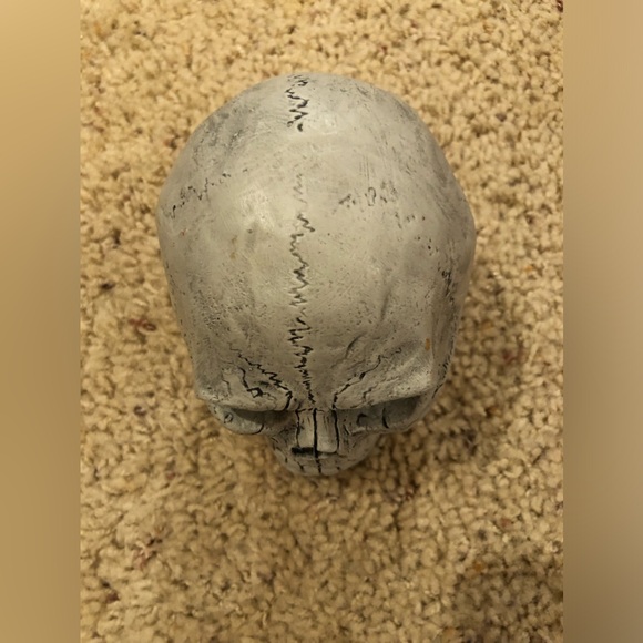 Human Skull Halloween decoration . Scary Good lifelike display - Picture 2 of 6